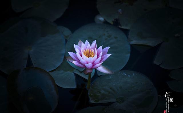 【国学书舍TB】对于人生的胡搅蛮缠，不争才是智慧