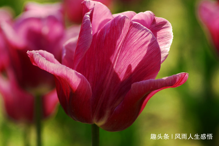 「风雨人生感悟」人世间因善而美丽，你的厚道，终究会换来福报！