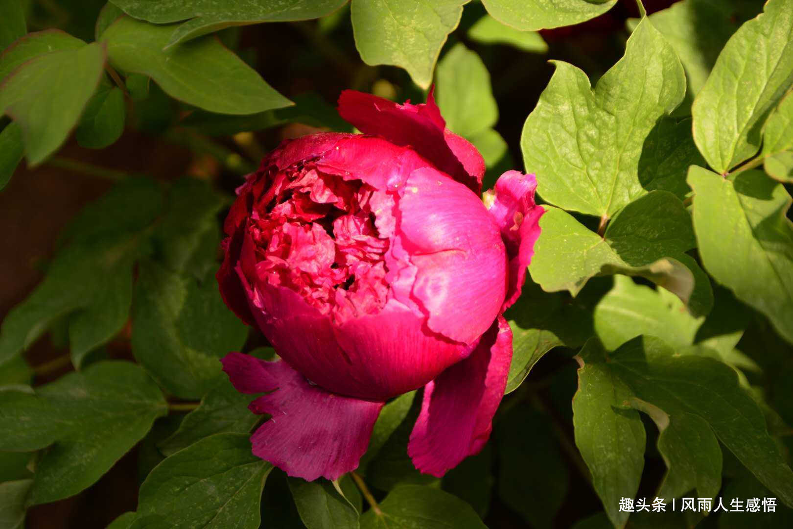「风雨人生感悟」人世间因善而美丽，你的厚道，终究会换来福报！