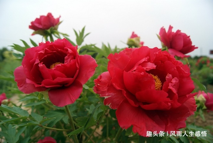 「风雨人生感悟」人世间因善而美丽，你的厚道，终究会换来福报！