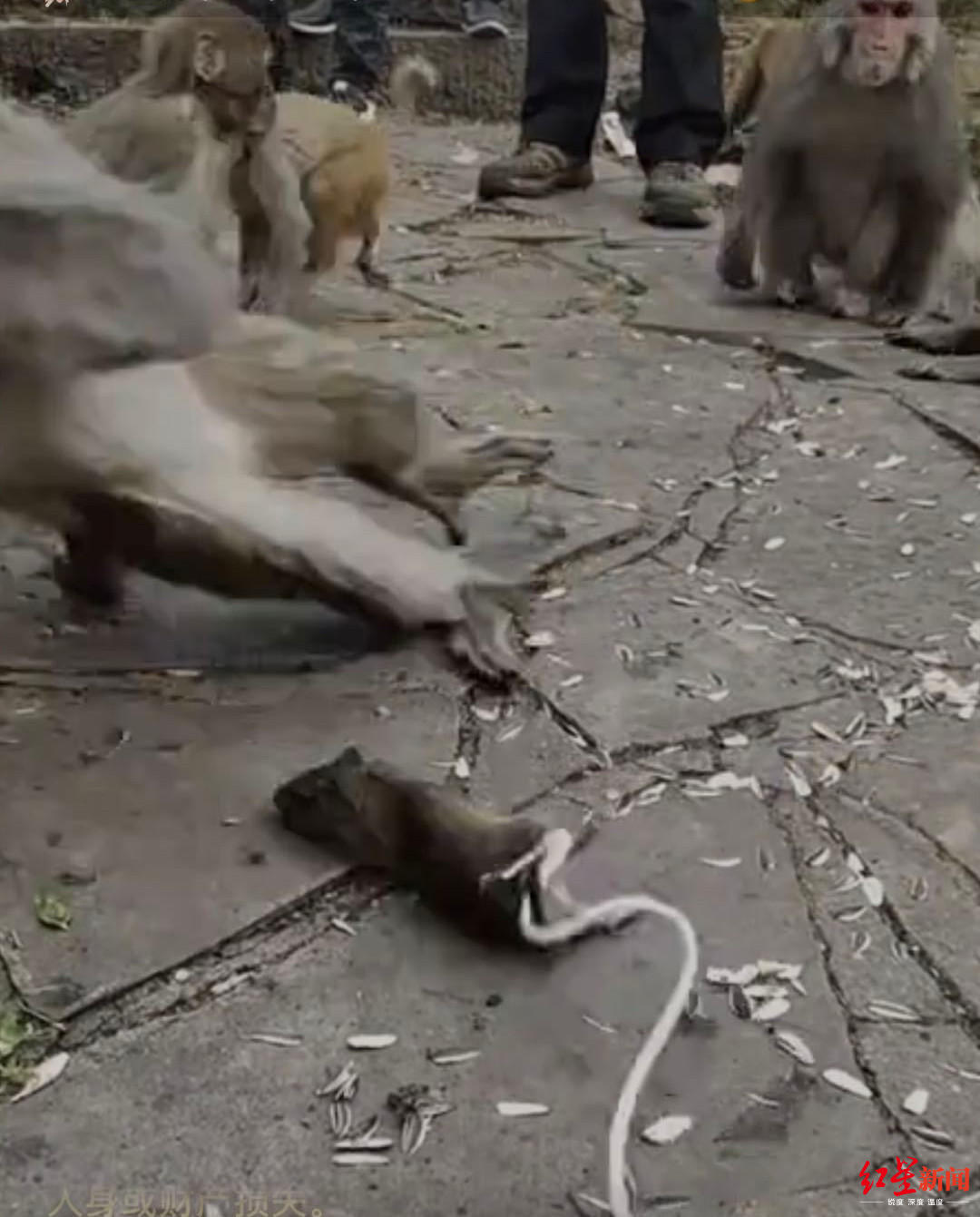 主播绑鼠戏猴？管理部门：无序投喂致猴子远超贵阳黔灵山公园承载量