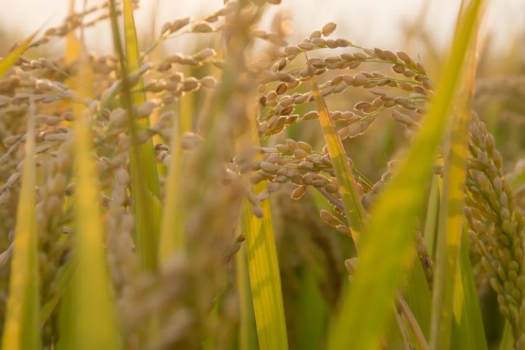 到底要不要囤粮？官方详细回应