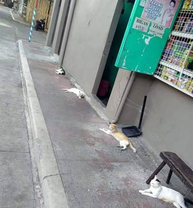 疫情之下，动物完美演绎“社交隔离”火爆网络