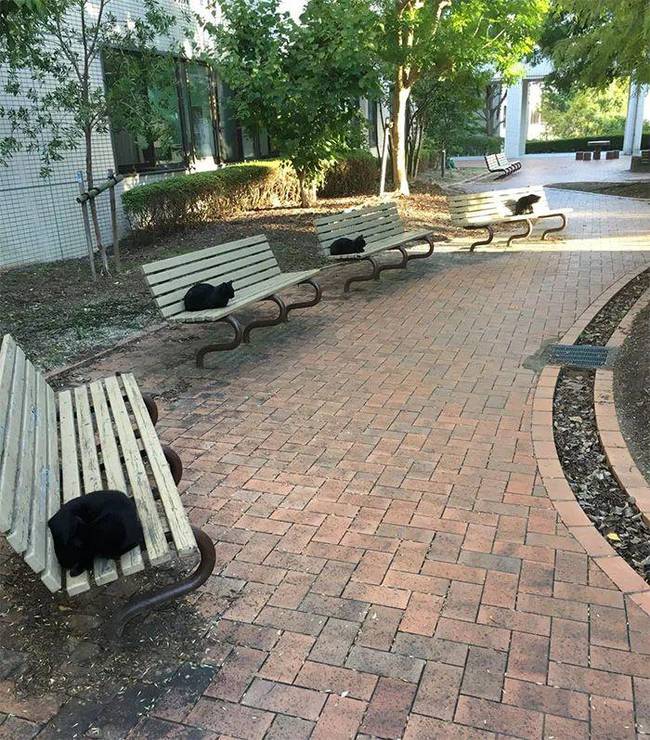 疫情之下，动物完美演绎“社交隔离”火爆网络