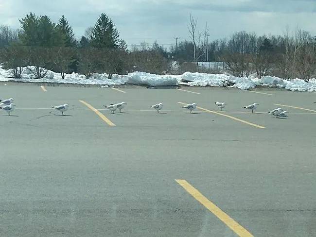 疫情之下，动物完美演绎“社交隔离”火爆网络