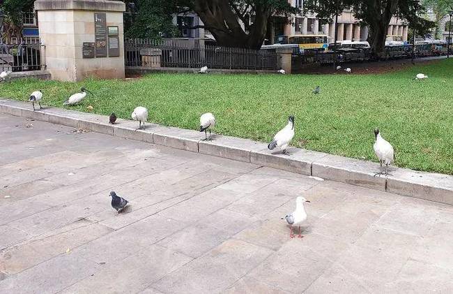 疫情之下，动物完美演绎“社交隔离”火爆网络