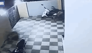 监控视频！印度卡车司机遭豹子袭击被流浪狗救下