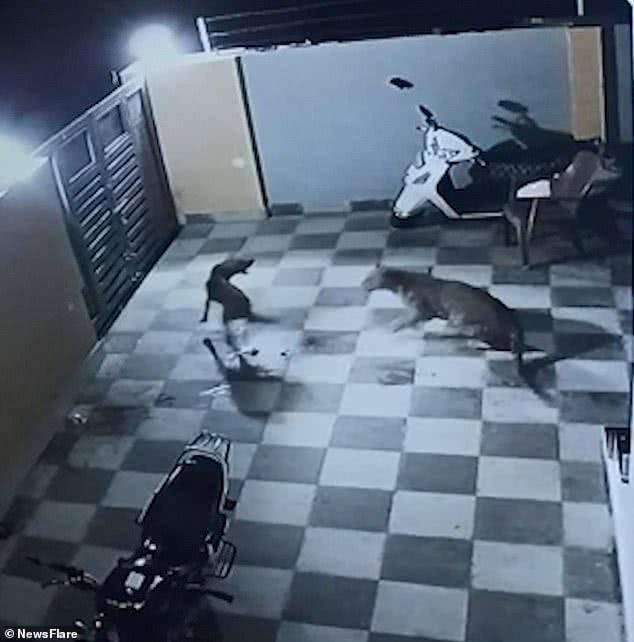 监控视频！印度卡车司机遭豹子袭击被流浪狗救下