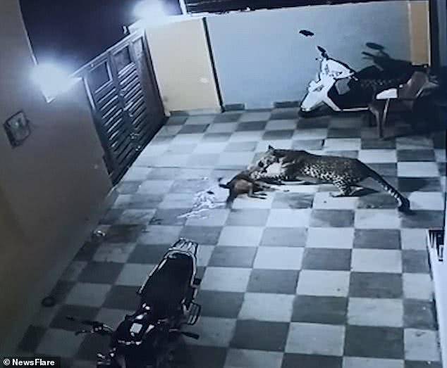 监控视频！印度卡车司机遭豹子袭击被流浪狗救下