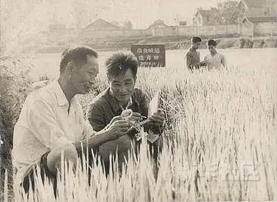 今日头条|身价百亿的袁隆平人设“崩了”，原来我们都被骗了，