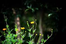 「美文写手Q」慢慢你懂了，人心凉薄，能够真心待你的人并不多