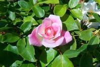 【哲姝讲八卦】适合夜晚发的孤独说说，句句通透，送给有故事的人