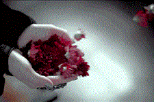 美文欣赏■人这一辈子，知足点，看淡点，心宽点，健康点...一晃就老了