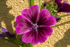 美文欣赏：什么脾气，就什么命！不信你看