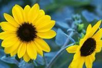 【谈情感的鑫雪】治愈人心的一句话说说，直击人心，哪一句让你感触最深