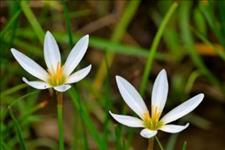 「阳光中的四叶草」余生很长，爱一个值得爱的人，珍惜对自己好的人