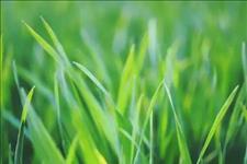 [佳作有约]做人如草，低调就好，在平淡中活出自己的性格