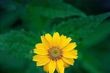 #美文鉴赏#人活得的越简单，越高级