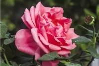 道与欢同学：做人，放过自己，原谅自己，不苛责自己，善待自己！