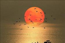 南山大叔：人到五十五，让我们换个江湖，远离红尘，养花种草，如此可好？