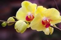 「胡蝶自由穿行在清涧」做人，装傻，快乐多；太精，苦累多