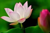 风雨人生感悟@人品重于能力，比黄金贵，永远第一