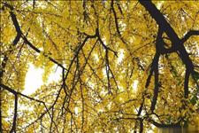 金魁星@九月已过半，秋凉请添衣！