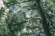 草莓美文：做人，就该这样！人品，永远第一