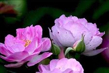 「美文鉴赏」假如有一天，你发现我删了你