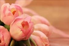 小小说婚恋■与狼成狼， 与猪成猪