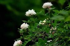 王者财经午评■为什么情商越高的人，越懂得“麻烦”别人？