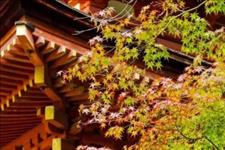 「郑大干训企培」遇见秋天，犹如故人归