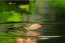 [好文章阅读]往事是一道风景，忘了远了