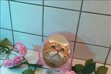 情至切则爱无声■真正的放下大概是，不会删除拉黑，只是任由他随意躺在某个