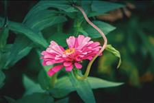 「小妖说星座」做人真诚，这四大星座最痛恨虚伪的人