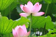 老蒋书房■愿有情人都有自己喜欢的爱情