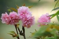 「静听花开」感悟生命：人生于世，委屈在所难免。