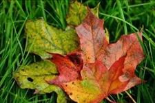 【新老人之声TB】人，一辈子，四个字