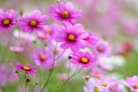 星座朝旭■很不懂女人心的三生肖，经常惹恋人生气，吵架冷战不间断