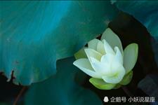 小妖说星座@白羊座的爱情观，你知道多少？