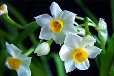 「畅悦享」一笑而过,是一种人生的优雅