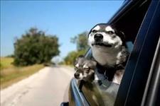 【汽车之梦】车窗居然有这“猫腻”，小心有得皮肤癌的风险！