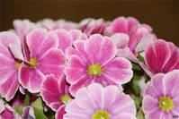 「光明网」早上好，朋友们 记得让自己开心 早安祝福