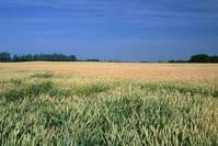 心理测试：你喜欢哪片麦地，测测你最近收获了什么？