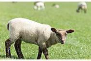 “生肖羊”过了53岁后指望谁？尤其是1967年的，或许这就是