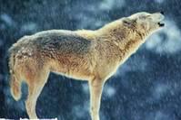 心理测试：以下4匹狼，哪一匹最凶猛？测你对什么要求最高