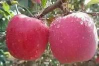 村里的老人说，霜降吃这3种水果解腻又寓意吉祥，不懂就亏了