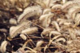 霜降过后的狗尾巴草。|季秋霜始降，心事若晨星