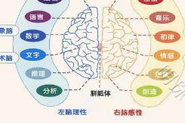 01从大脑左右说起：人的左、右脑有不同的功能 【情商篇】1.别慌，情商是可以提升的