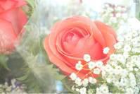 灵签占卜：哪一朵玫瑰最漂亮？测出你目前的生活状态是怎样的
